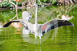 Pinkish-white greater flamingo bird photo