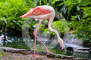 Pinkish-white greater flamingo bird photo