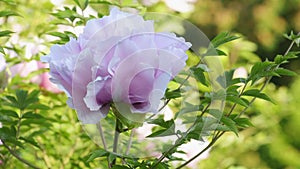 Pinkish white peony flower background