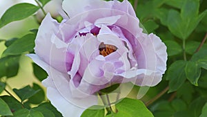 Pinkish white peony flower background