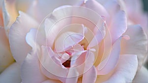 Pinkish white rose in garden