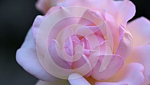 Pinkish white rose in garden