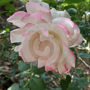 Pinkish White Rose, Petals: The Corolla in the Garden