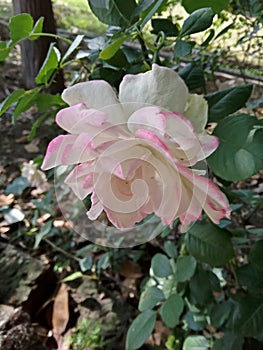 Pinkish White Rose, Petals: The Corolla in the Garden