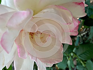 Pinkish White Rose, Petals: The Corolla in the Garden photo