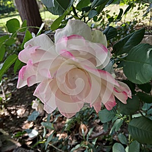 Pinkish White Rose, Petals: The Corolla in the Garden photo