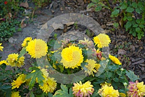 Pinkish yellow flowers of Chrysanthemums in October