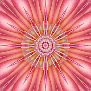 Pinkish And Yellowish Floral Illustration