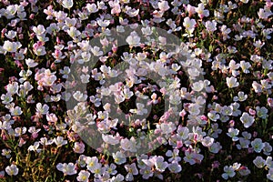 Pinkladies, or evening primrose flowers Oenothera speciosa