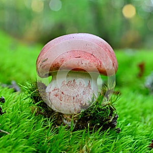 Pinkmottle woodwax mushroom