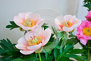 pinkpeonies photo