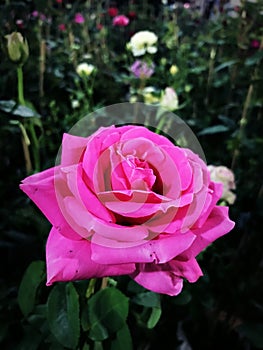 Pinkrose