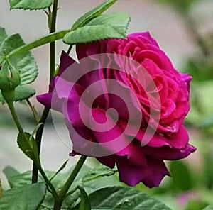 Pinkrose