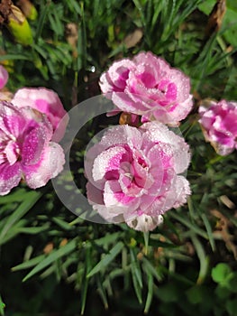 Pinks Dianthus Clavel with dew drops. Un grupo de claveles rosados con gotas de rocÃÂ­o photo