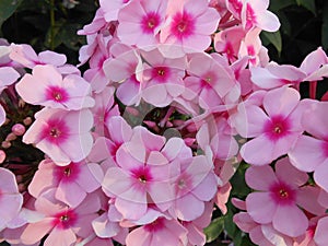 Pinks Flocks Flowers in Battery Park.