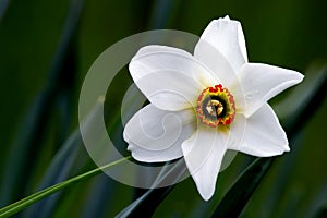 Giglio (Narciso) 