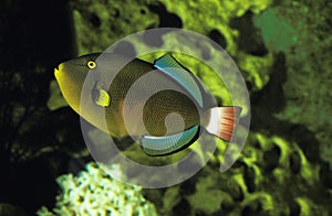Pinktail Triggerfish, melichthys vidua