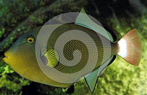 Pinktail Triggerfish, melichthys vidua