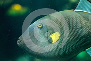 Pinktail triggerfish with yellow fins Melichthys vidua