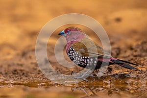 Pinkthroated Twinspot male at a waterhole.