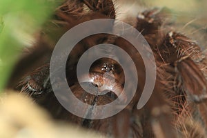 Pinktoe goliath tarantula