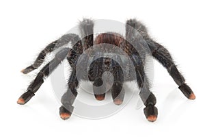 Pinktoe Tarantula