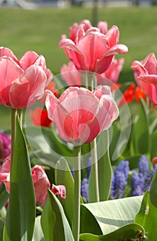PinkTulips of Spring.