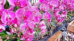 PinkViolet phalaenopsis orchid flower with blooming petals