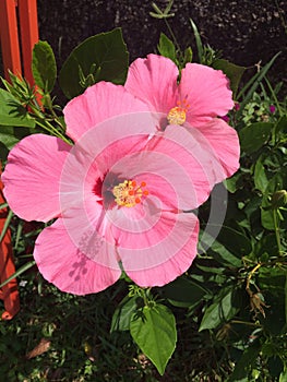 Pinky flower