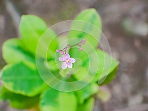 Pinky Flower Detail Nature Bokeh