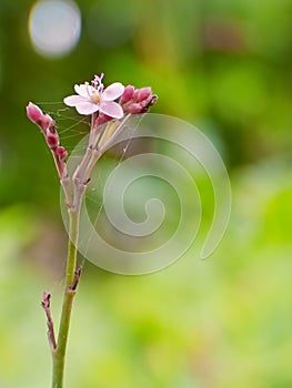 Pinky Flower Detail Nature Bokeh