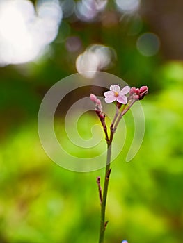 Pinky Flower Detail Nature Bokeh