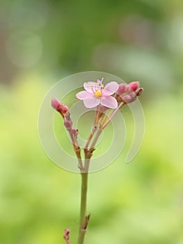 Pinky Flower Detail Nature Bokeh
