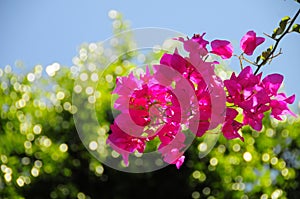 Pinky flowers are in the garden with bokeh background