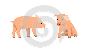 Pinky Pig as Domestic Animal with Long Snout and Hoofed Toes Vector Set