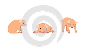 Pinky Pig as Domestic Animal with Long Snout and Hoofed Toes Vector Set