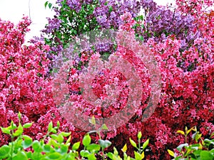 Pinky and purple lilac plants photo