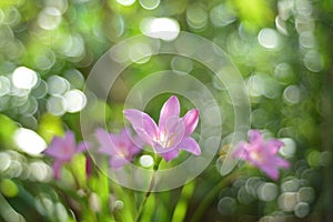 Pinky Rain lilies flowers