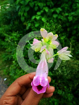 Pinky white flower wallt