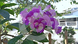 The pinky white garlicvine flower garden.