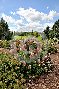 Pinky Winky Hydrangea garden