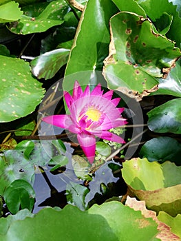 Pinkâ€‹ lotus flower