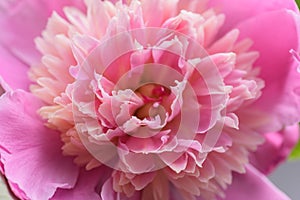 Pinl peony flower.