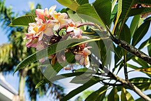 Pinl and yellow frangipani flowers with palms on background