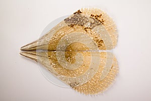 Pinna nobilis is an endangered shellfish with its interesting appearance, fragile sea shell
