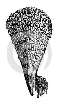 Pinna Nobilis with its byssus vintage illustration photo