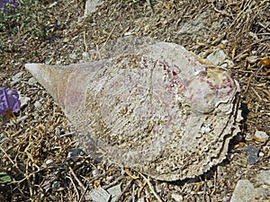 Pinna nobilis or noble pen shell or fan mussel, is a large species of Mediterranean clam, mollusc