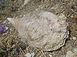Pinna nobilis or noble pen shell or fan mussel, is a large species of Mediterranean clam, mollusc photo