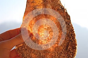 Pinna nobilis, noble pen shell in hand, macro photography, closeup