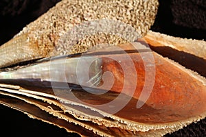 Pinna nobilis, noble pen shelsl, macro photography, closeup